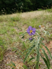 Solanum elaeagnifolium