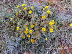 Asteriscus graveolens