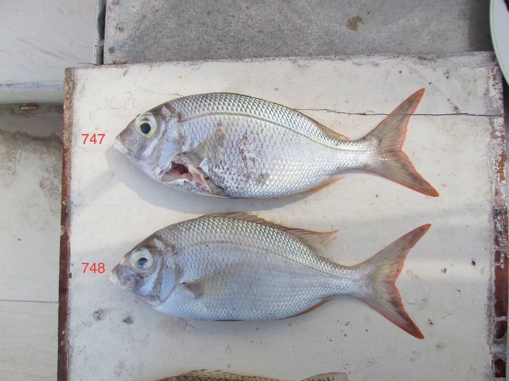 Forktail Large-Eye Bream