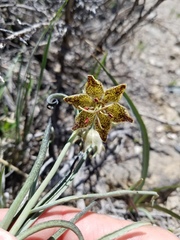 Fritillaria pinetorum