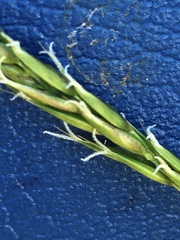 Anthoxanthum odoratum nipponicum