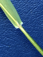 Anthoxanthum odoratum nipponicum