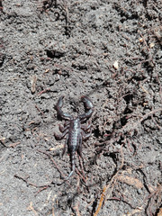 Opisthacanthus