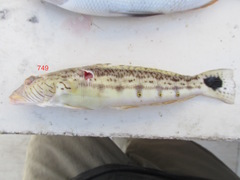 Parapercis hexophtalma