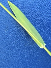 Anthoxanthum odoratum nipponicum