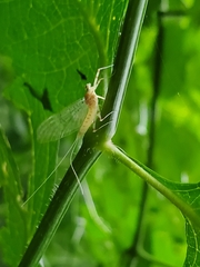 Maccaffertium mediopunctatum mediopunctatum