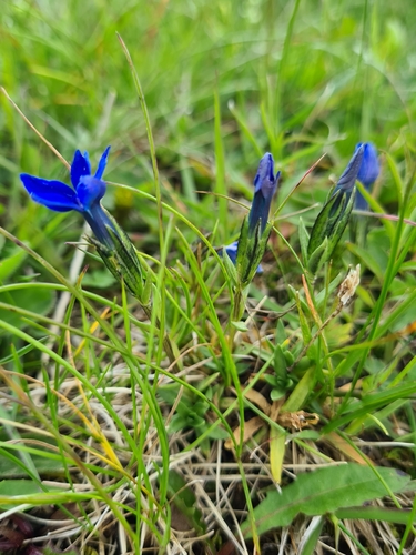Image of Niedriger Enzian (Gentiana pumila) by (c) Jacek Pietruszewski, some rights reserved (CC BY)
