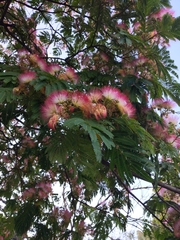 Albizia julibrissin