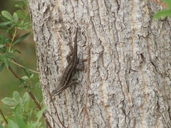 Sceloporus edbelli