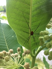Leiobunum aldrichi