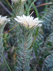 Phylica calcarata