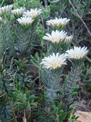 Phylica calcarata
