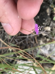 Boerhavia linearifolia