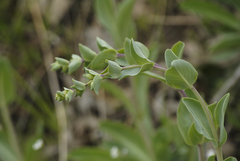 Penstemon grandiflorus