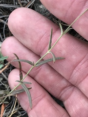 Boerhavia linearifolia