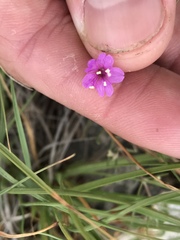 Boerhavia linearifolia