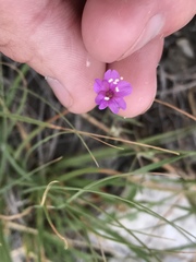 Boerhavia linearifolia