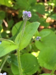 Myosotis decumbens