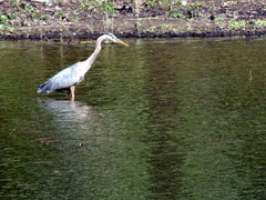 Ardea herodias