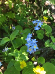 Myosotis decumbens