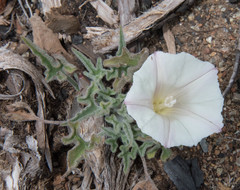 Calystegia collina oxyphylla