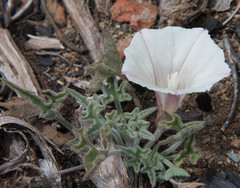 Calystegia collina oxyphylla