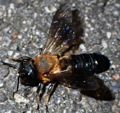 Megachile sculpturalis