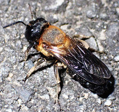 Megachile sculpturalis