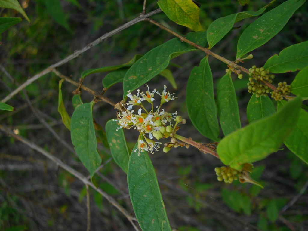 Adenaria