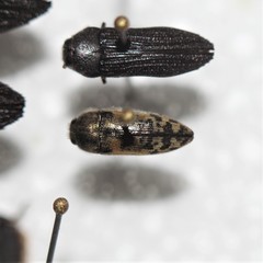 Acmaeodera mixta
