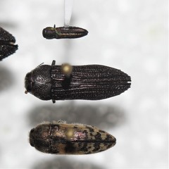 Polycesta arizonica