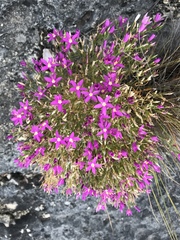 Zeltnera beyrichii