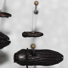 Agrilaxia arizonae