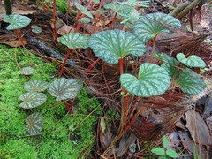 Begonia tapatia