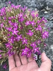 Zeltnera beyrichii