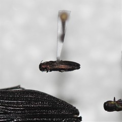 Agrilus egenus