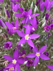 Zeltnera beyrichii