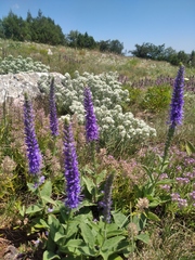 Veronica steppacea