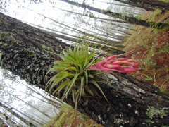 Tillandsia macdougallii