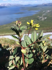 Astragalus frigidus