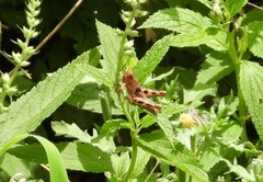 Melanoplus punctulatus