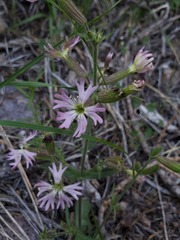 Silene occidentalis
