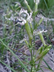 Silene occidentalis