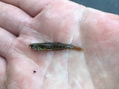 Etheostoma microperca