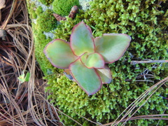 Echeveria dactylifera