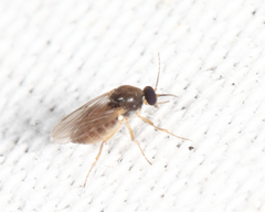 Culicoides