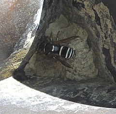 Ancistrocerus waldenii