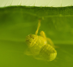 Membracoidea