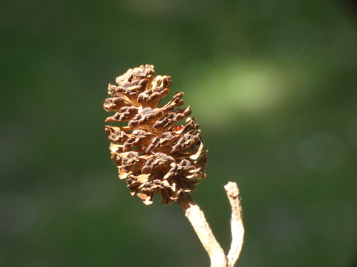 Italian alder