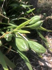 Iris foetidissima